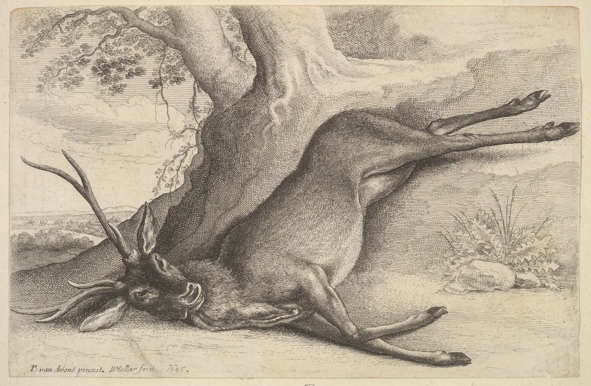 Dead stag by Wenceslaus Hollar, print, 1646