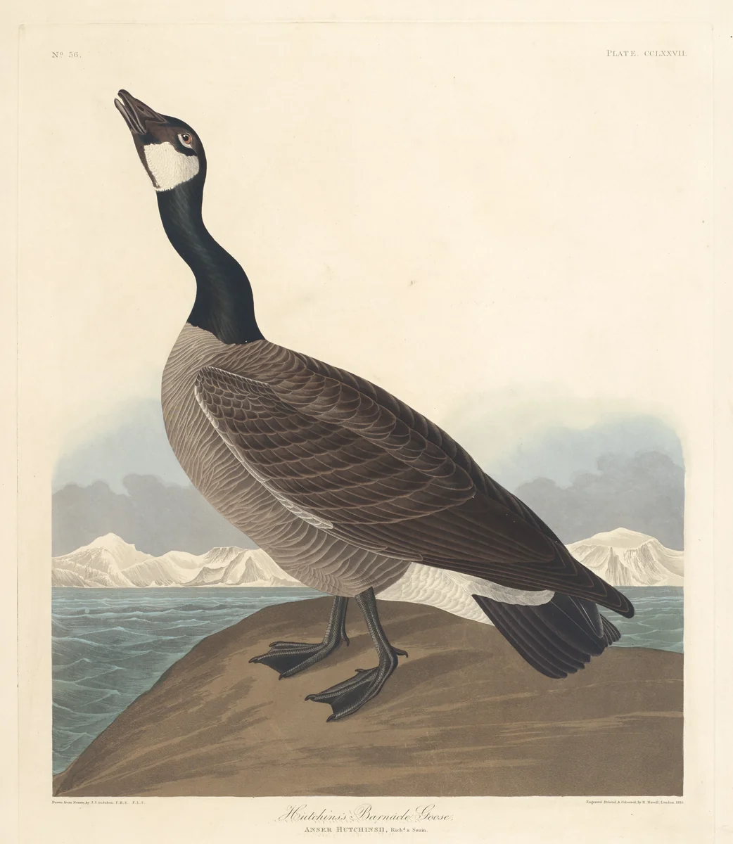 Hutchin's Barnacle Goose by Robert Havell, Jr.; John James Audubon, print, 1835