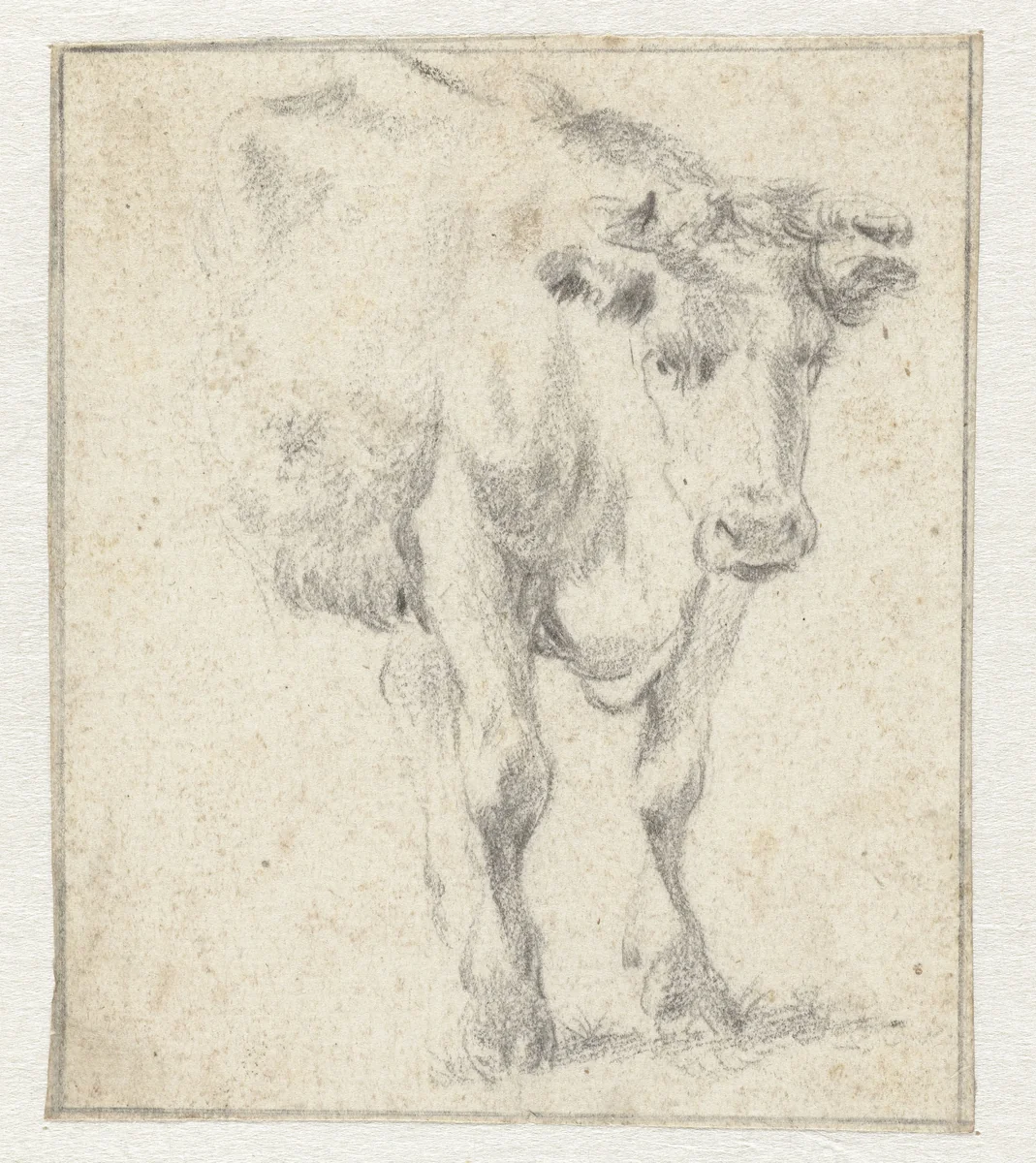 Studie van een koe by Dirk Stoop, drawing, 1628-1681