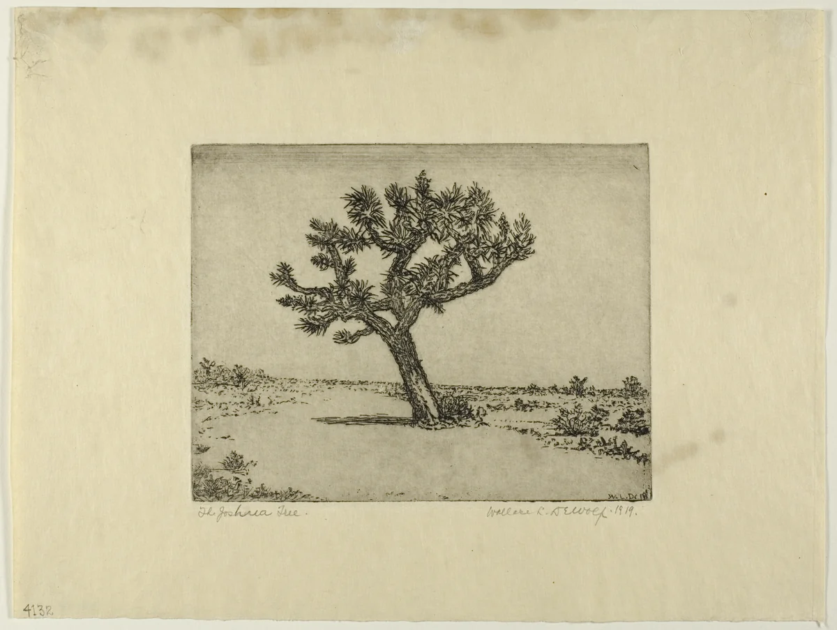 The Joshua Tree by Wallace DeWolf, print, 1919