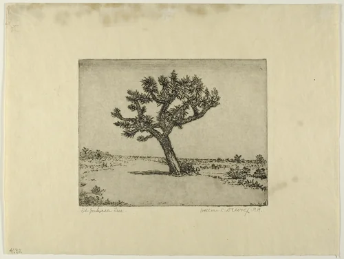 The Joshua Tree by Wallace DeWolf, print, 1919