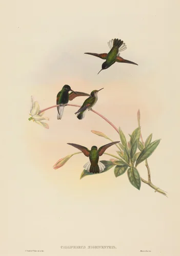 Callipharus nigriventris (Black-bellied Hummingbird) by W. Hart; John Gould, print, 1804-1881
