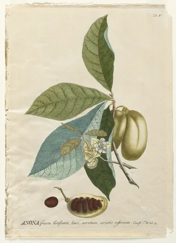 Plantae Selectae: No. 5 - Anona by Georg Dionysius Ehret, print, 1773