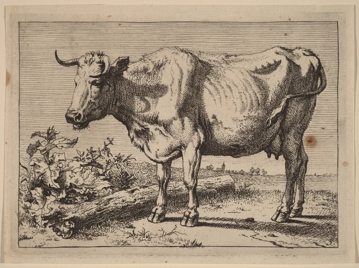 Standing Cow (Cow with a Crumpled Horn) by Paulus Potter, print, 1650