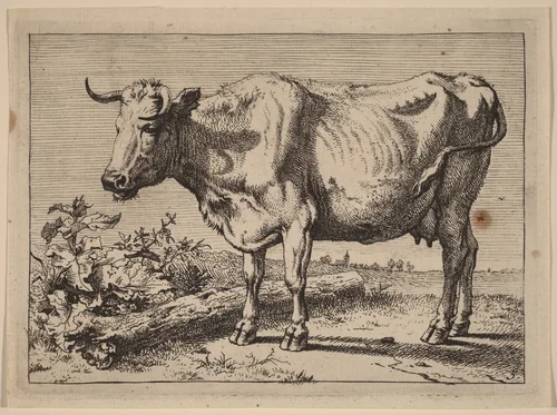 Standing Cow (Cow with a Crumpled Horn) by Paulus Potter, print, 1650
