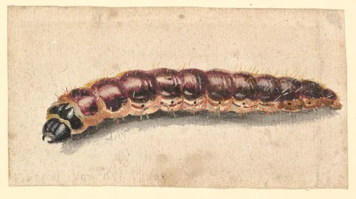 A Caterpillar by Vincent Laurensz. van der Vinne, drawing, 1650-1702