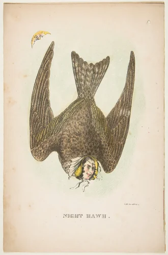 Night Hawk, from "The Comic Natural History of the Human Race" by Henry Louis Stephens, print, 1851