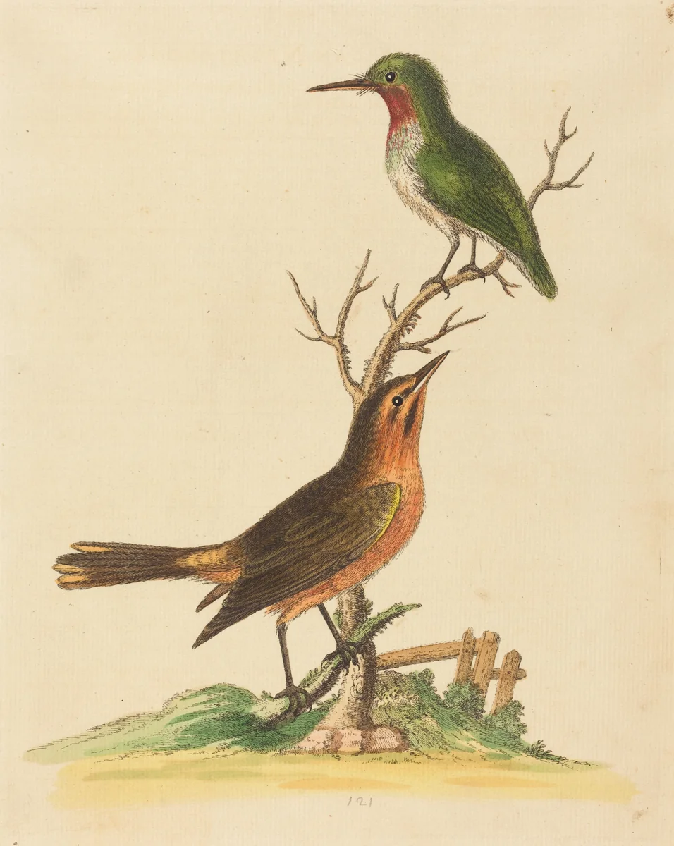 Green Bird with Red Throat and Brown and Orange Bird by George Edwards, print, 1694-1773