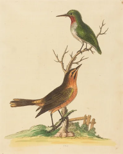 Green Bird with Red Throat and Brown and Orange Bird by George Edwards, print, 1694-1773