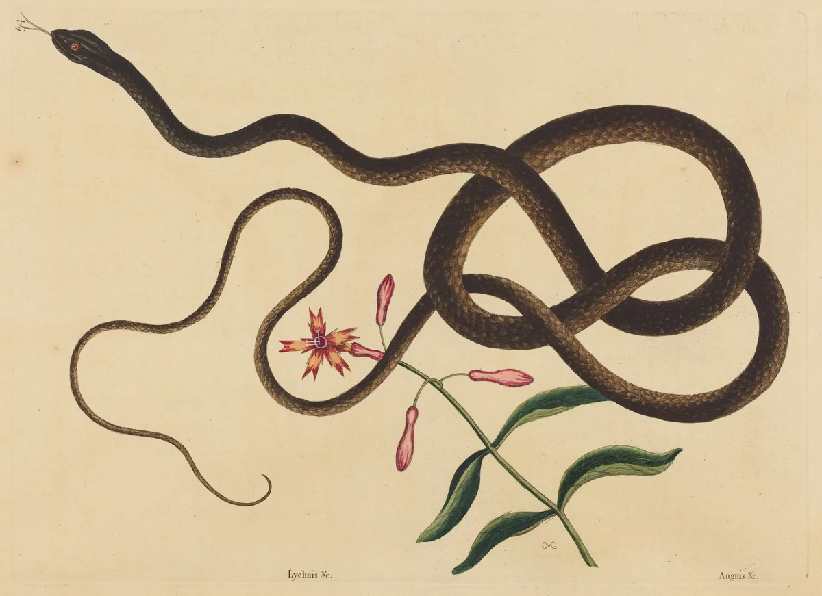 The Coach-Whip Snake (Coluber flagellum) by Mark Catesby, print, 1731-1743