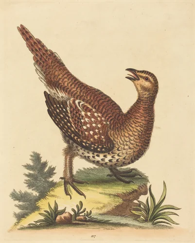Brown Speckled Bird by George Edwards, print, 1694-1773