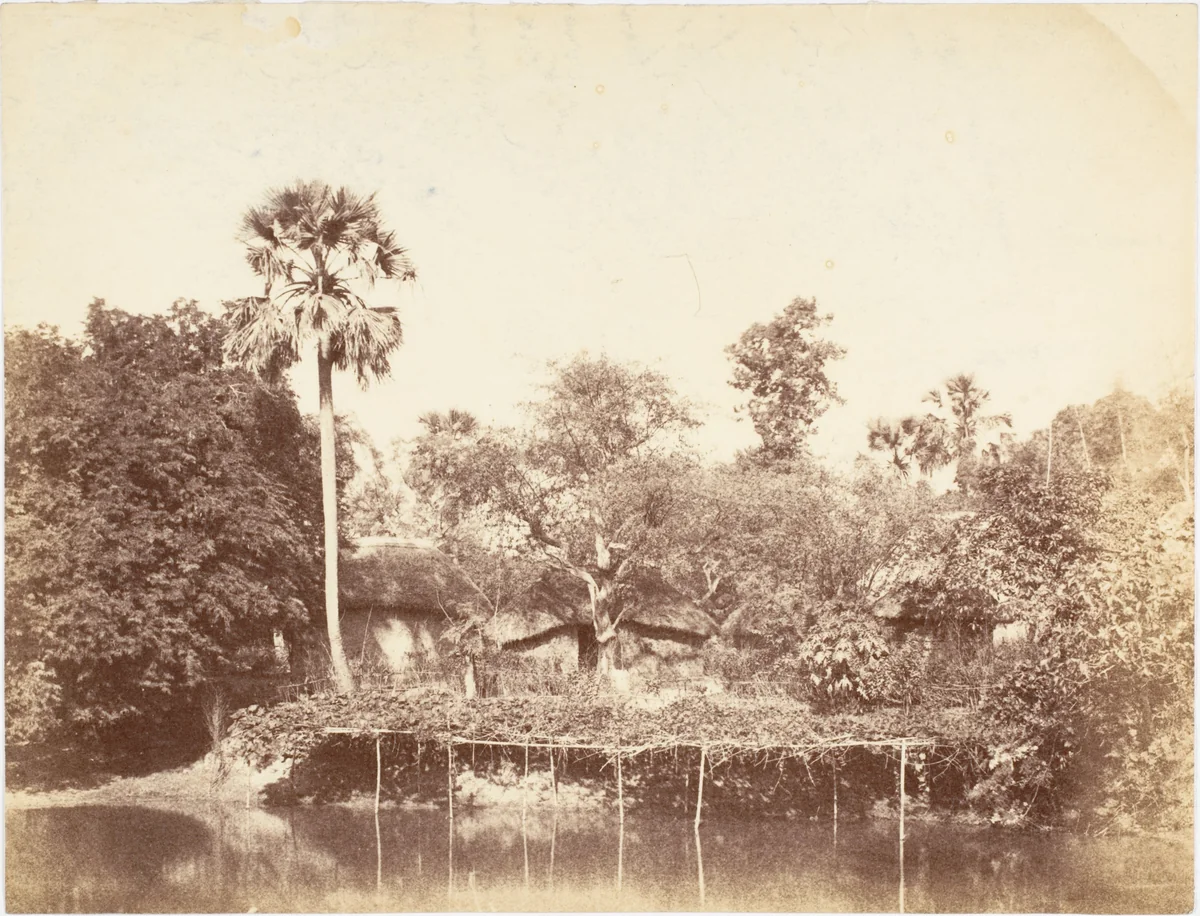 [View of the Jungle, Bengal] by R. B. Hill, photograph, 1850-1859