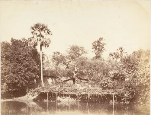 [View of the Jungle, Bengal] by R. B. Hill, photograph, 1850-1859