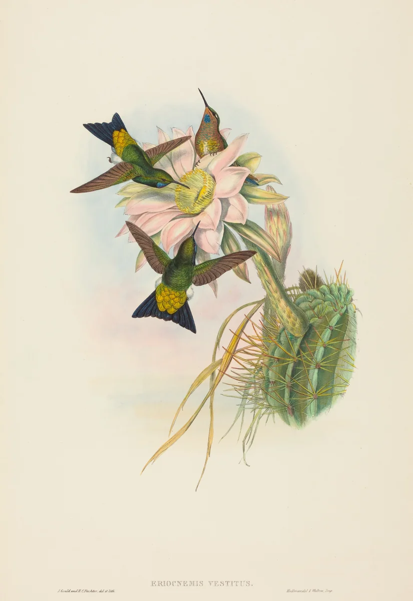Eriocnemis vestitus (Glowing Puff-Leg) by John Gould, print, 1804-1881