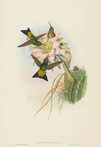 Eriocnemis vestitus (Glowing Puff-Leg) by John Gould, print, 1804-1881