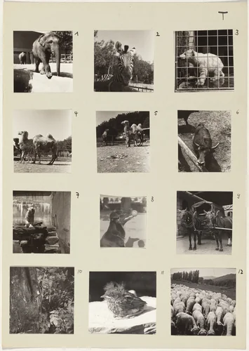 Die Tiere (Animals) 1-12 by Robert Frank, photograph, 1942-1946