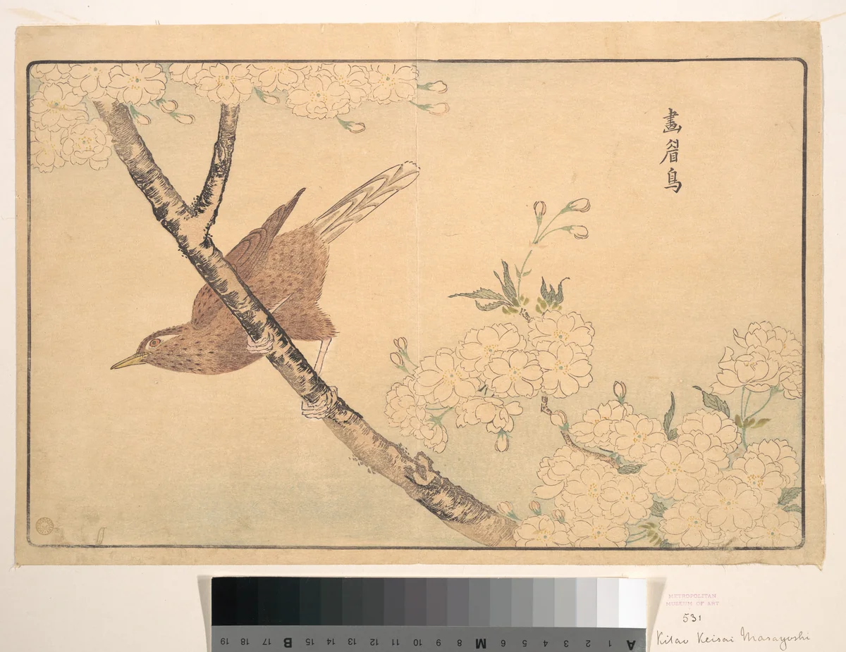 The Gray Thrush by Kuwagata Keisai (鍬形蕙斎), print, 1789