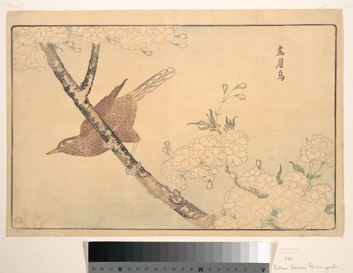 The Gray Thrush by Kuwagata Keisai (鍬形蕙斎), print, 1789