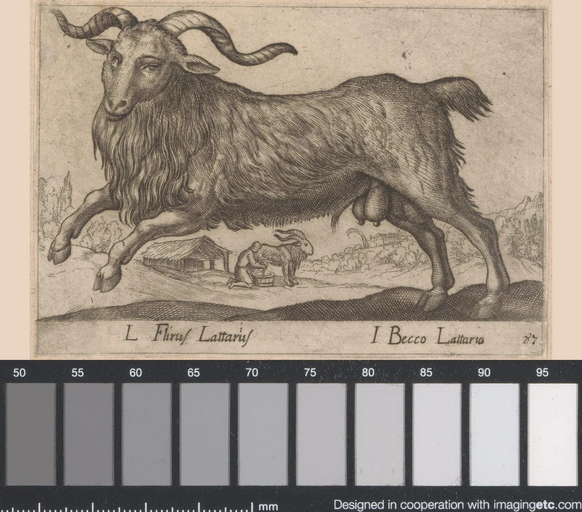 Ram by Antonio Tempesta, print, 1565-1630