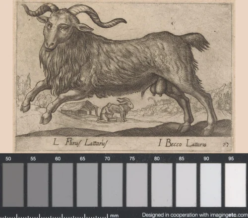 Ram by Antonio Tempesta, print, 1565-1630