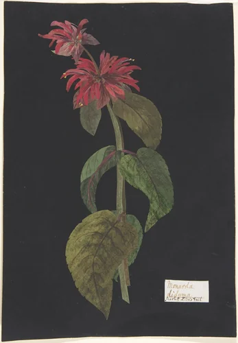 Monarda didyma/ Scarlet Lion's Tail by Booth Grey, other, 1786-1796