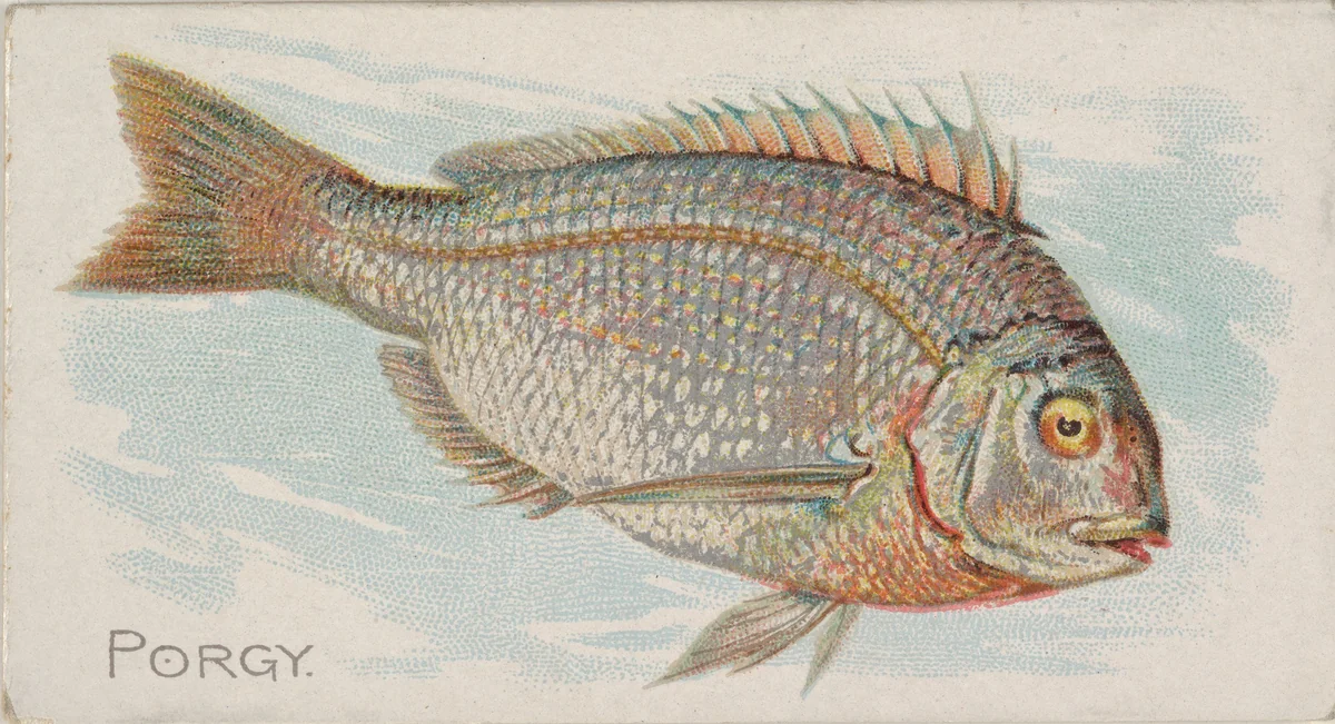 Porgy, from the Fish from American Waters series (N8) for Allen & Ginter Cigarettes Brands by Allen & Ginter, print, 1889