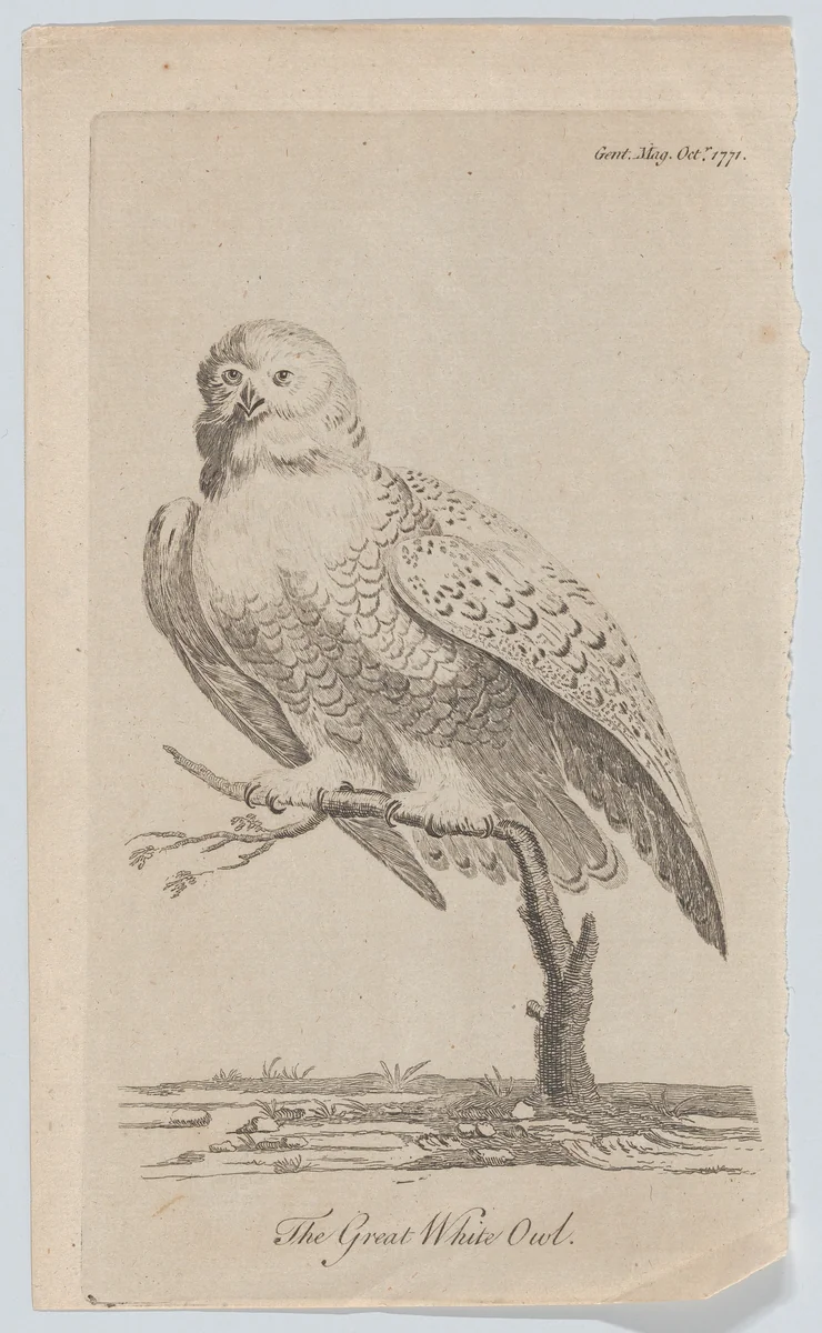 The Great White Owl by anonymous, print, 1771