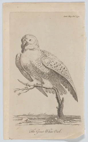The Great White Owl by anonymous, print, 1771