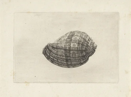 Schelp, harpa major by Wenceslaus Hollar, print, 1644-1652