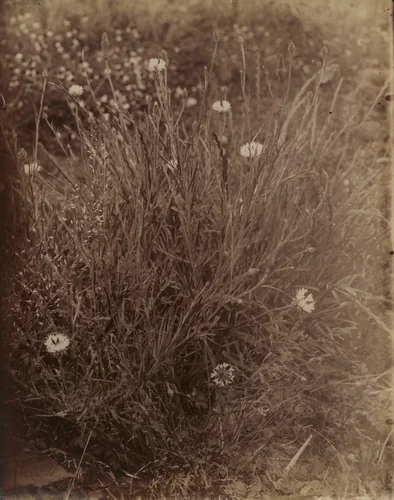 Bluets by Eugène Atget, photograph, 1900