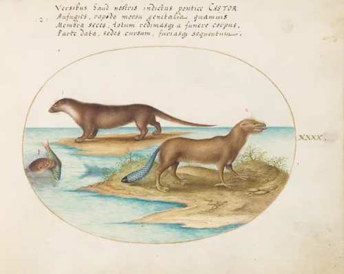 Plate 40: Two Otters and a Beaver by Joris Hoefnagel, drawing, 1570-1599
