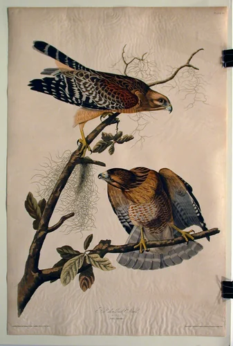 Red Shouldered Hawk (No. 12) by John James Audubon, print, 1829