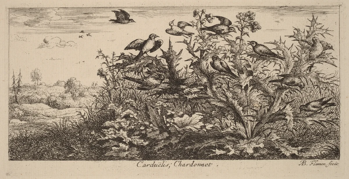 Carduelis, The Goldfinch by Albert Flamen, print, 1620-1669