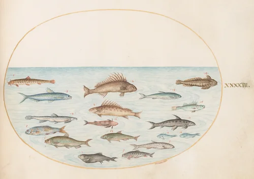 Plate 43: Fifteen Fish by Joris Hoefnagel, drawing, 1570-1599