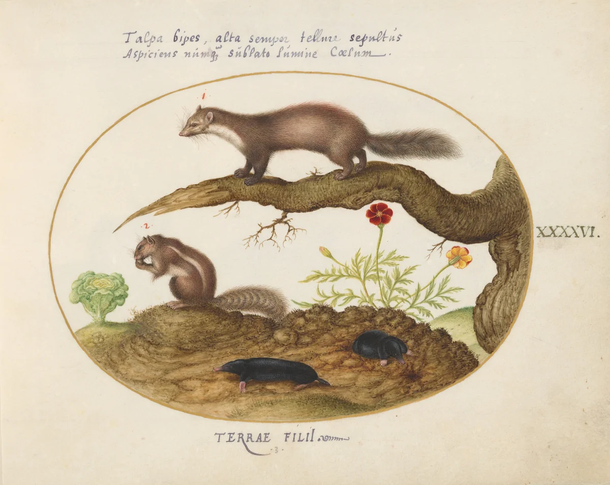 Plate 46: Stone Marten, Chipmunk, and Moles with a Marigold and Lettuce by Joris Hoefnagel, drawing, 1570-1599