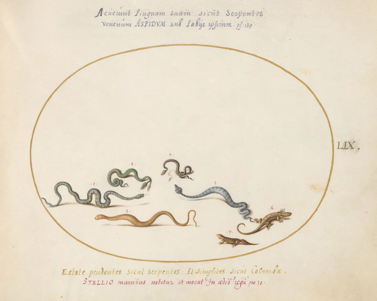 Plate 59: Snakes and a Lizard by Joris Hoefnagel, drawing, 1570-1599