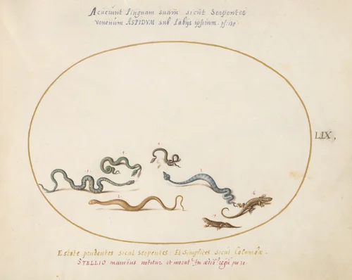 Plate 59: Snakes and a Lizard by Joris Hoefnagel, drawing, 1570-1599