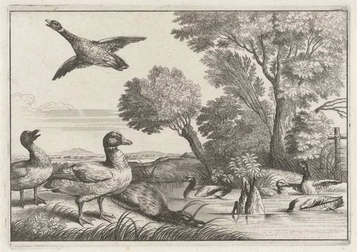 Eenden by anonymous, print, 1654-1712