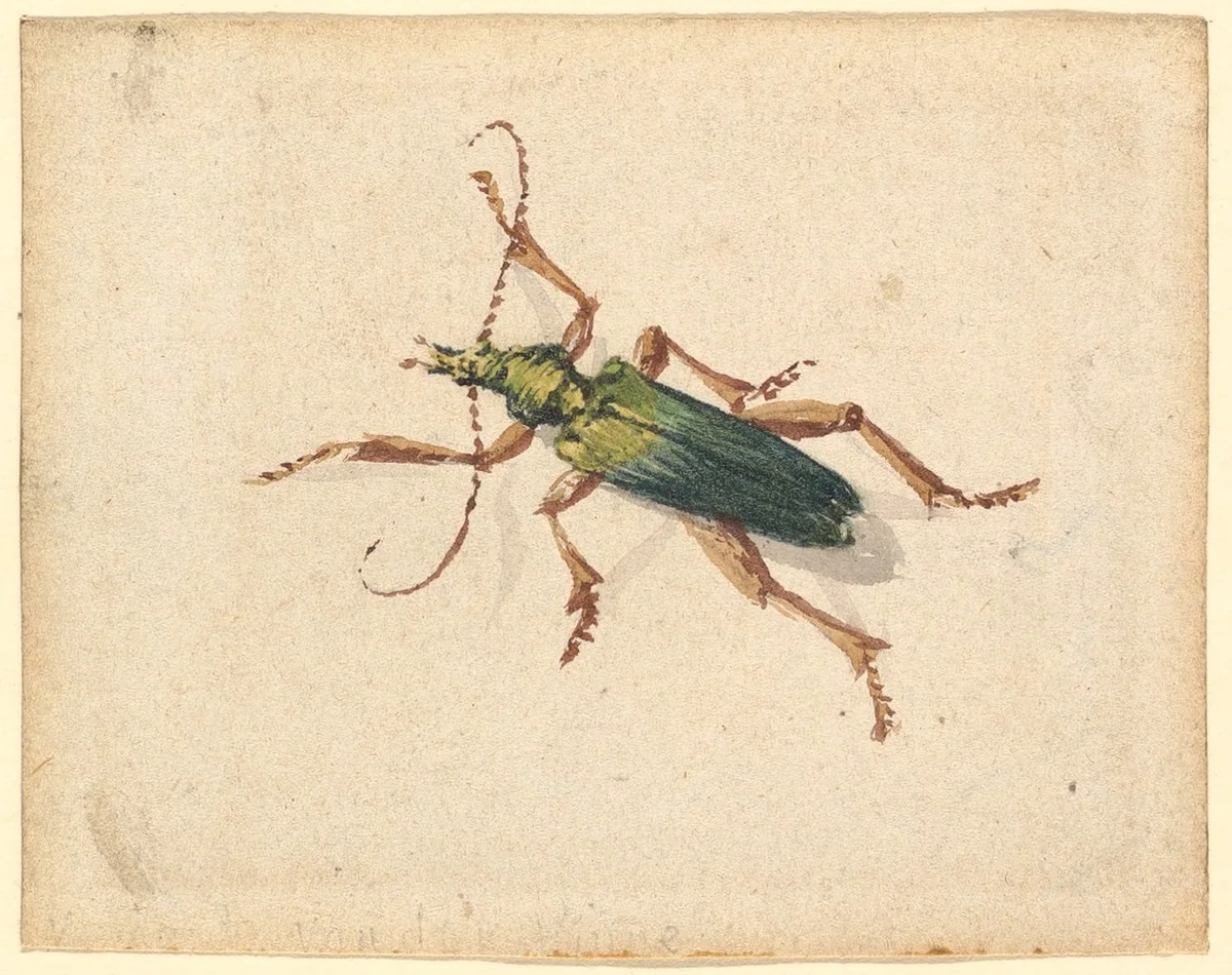 Green Beetle with Brown Legs by Vincent Laurensz. van der Vinne, drawing, 1650-1702