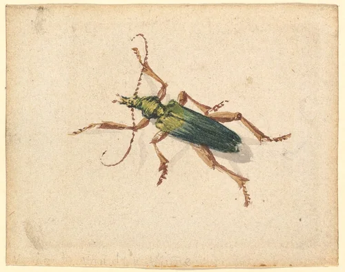 Green Beetle with Brown Legs by Vincent Laurensz. van der Vinne, drawing, 1650-1702