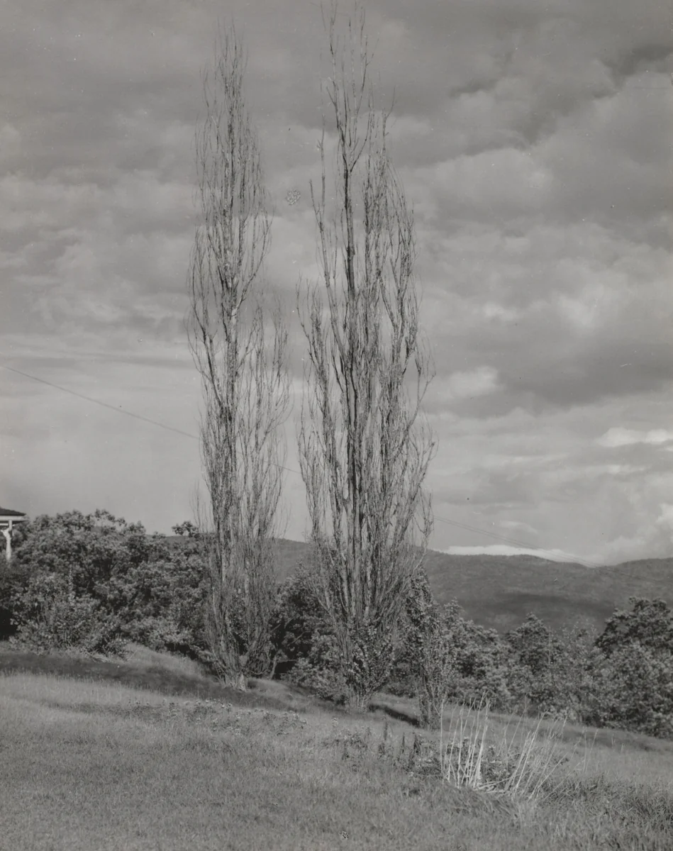 Poplars, Lake George by Alfred Stieglitz, photograph, 1935