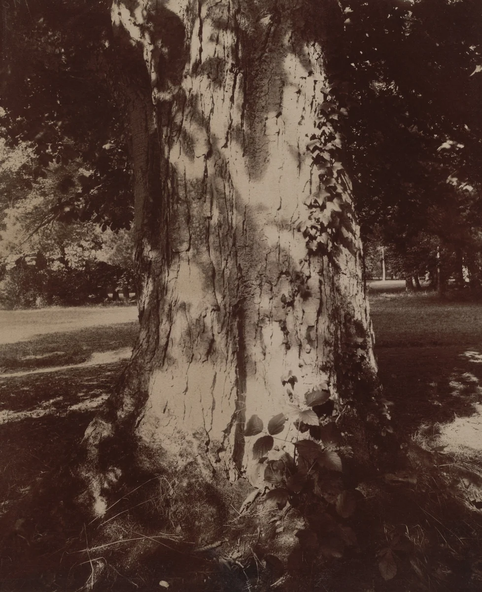 Trianon, marronnier, effet de soleil by Eugène Atget, photograph, 1910