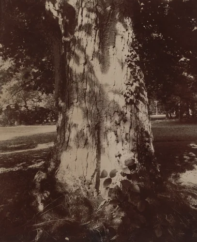 Trianon, marronnier, effet de soleil by Eugène Atget, photograph, 1910