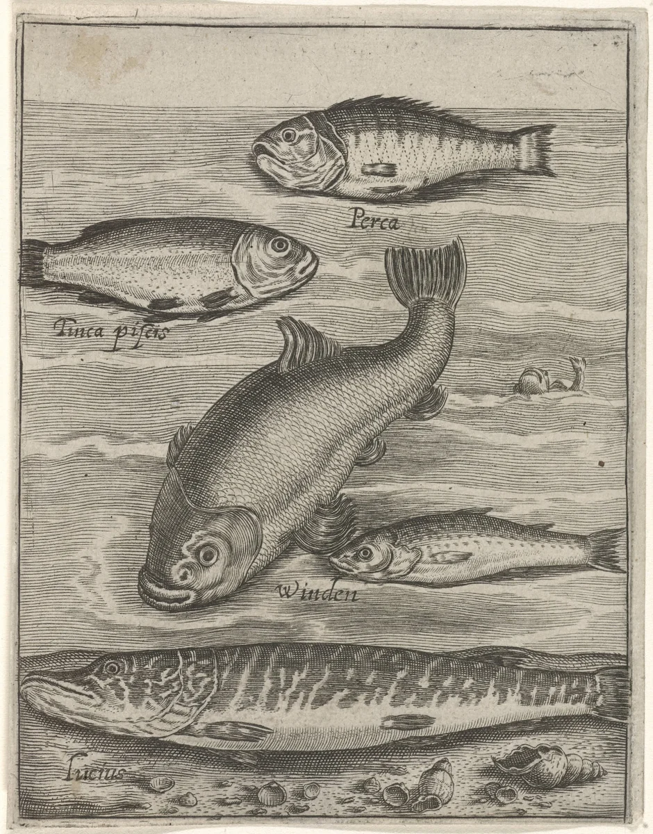 Studieblad met vijf vissen by Crispijn van de Passe, print, 1574-1637