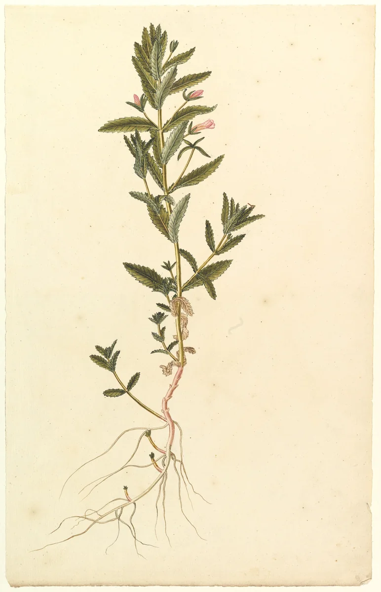 Botanical Study by anonymous, drawing, 1815-1825