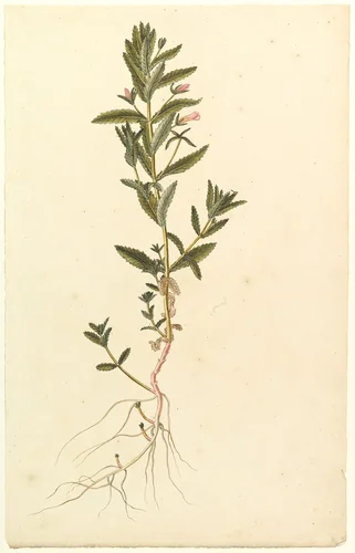 Botanical Study by anonymous, drawing, 1815-1825