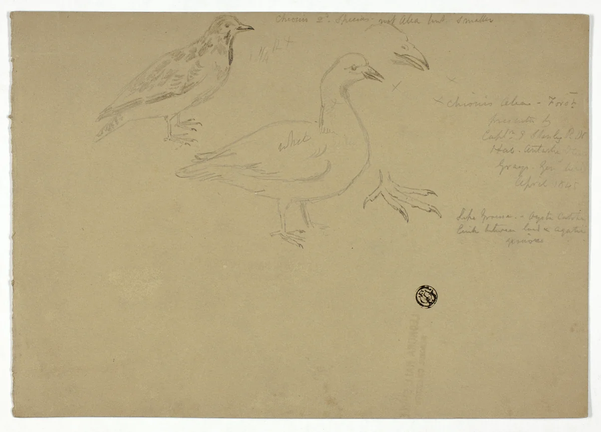Sketches of Birds by Henry Stacy Marks, drawing, 1883-1893