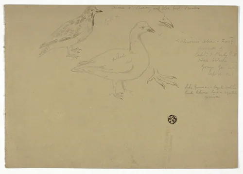 Sketches of Birds by Henry Stacy Marks, drawing, 1883-1893