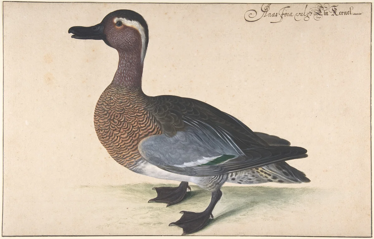 A Male Teal by Johann Jakob Walther, drawing, 1624-1680