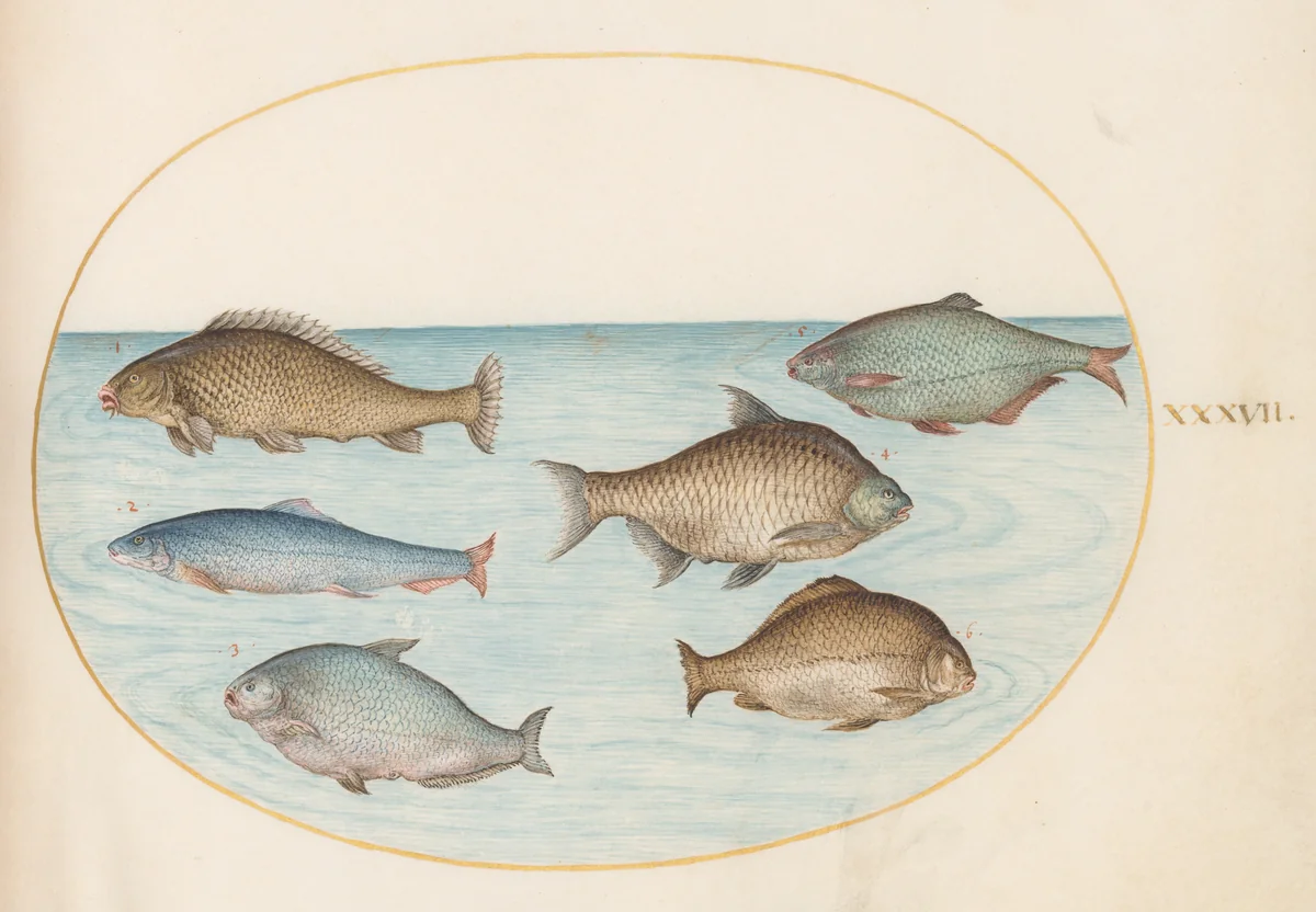 Plate 37: Six Fish, Including Carp by Joris Hoefnagel, drawing, 1570-1599